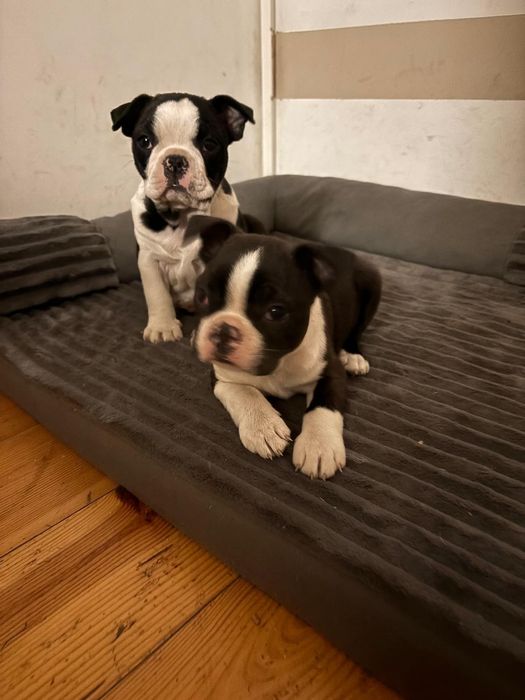 Boston terrier piesek
