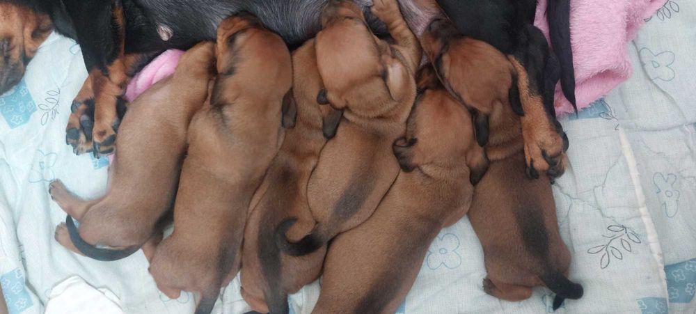 Продаю цуценят такси стандарт рудого кольору