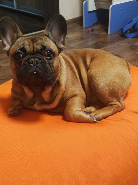Французький бульдог в'язка