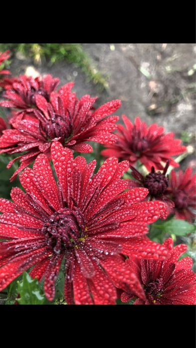 Маточні кущі хризантеми мультифлори