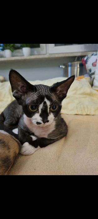 Kocięta koty Devon Rex