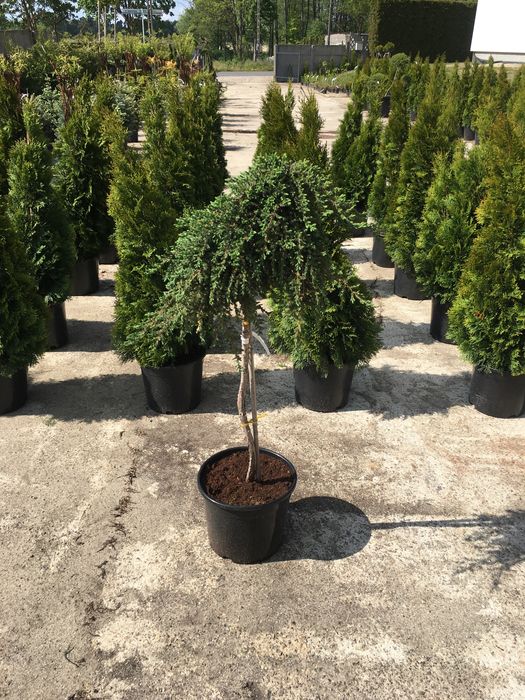 Jałowiec pospolity na pniu (juniperus communis greenmantle)