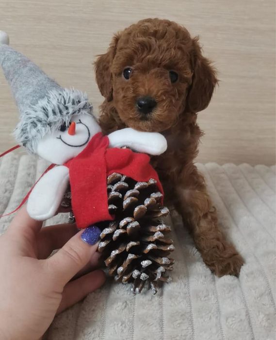 Хлопчик Аріель чекає саме Вас