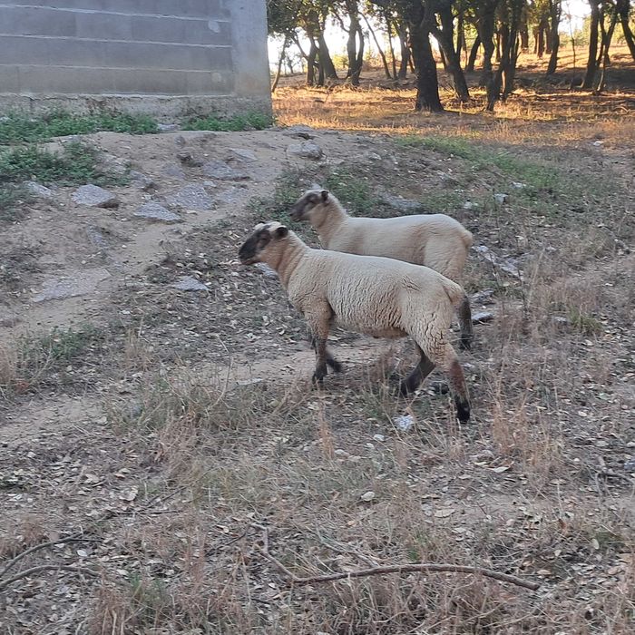 Vendo. Borregos