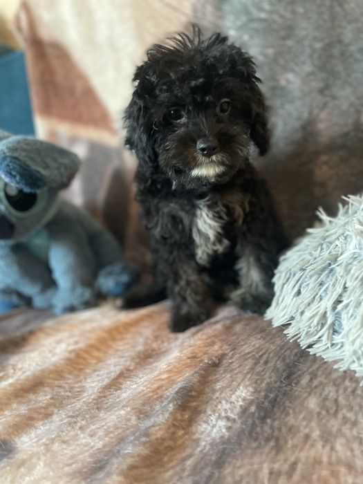 Cavapoo sunia tricolor cavalier pudel