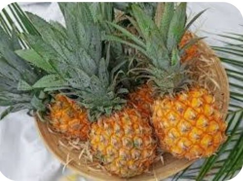 Продам саджанець ананаса