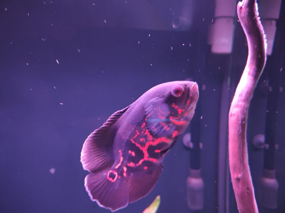 Pielęgnica pawiooka red tiger oscar 4 sztuki