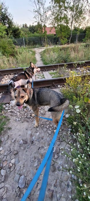 Dżek gotowy do adopcji.