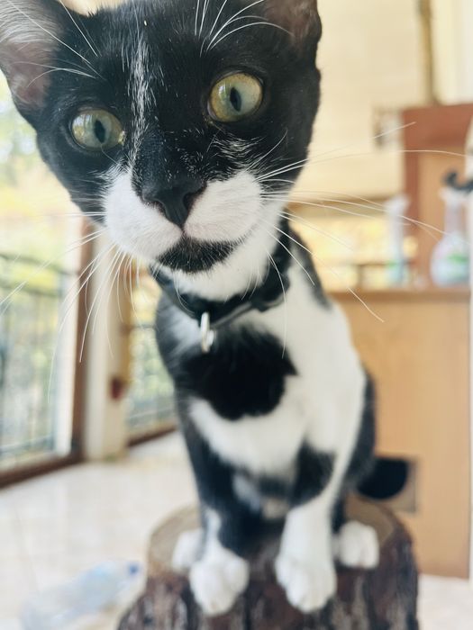 2 gatinhos disponíveis para adoção responsável.