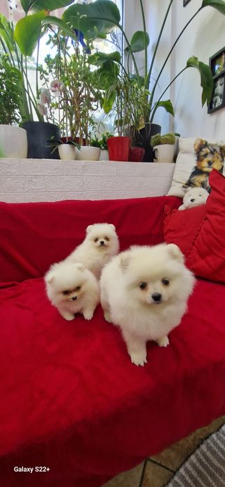 Szpic pomeranian biała sunia