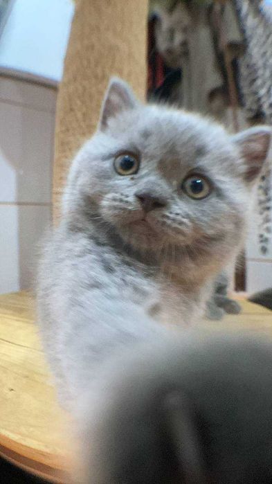 Кошенята британці кіт киця кішка висловуха Кот кошика британець