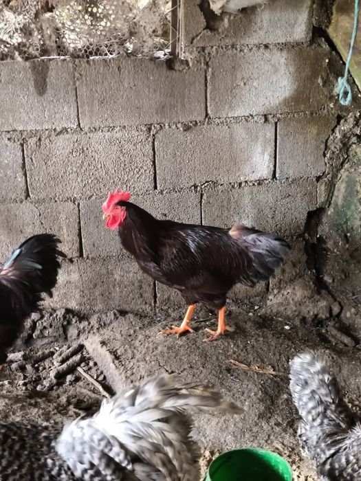 Galos rhode island red