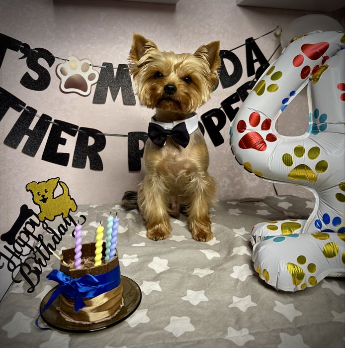 Фотозона для собакаи на 4 года