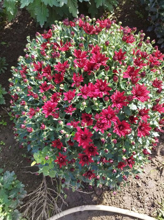 Хризантема мультифлора, саджанці