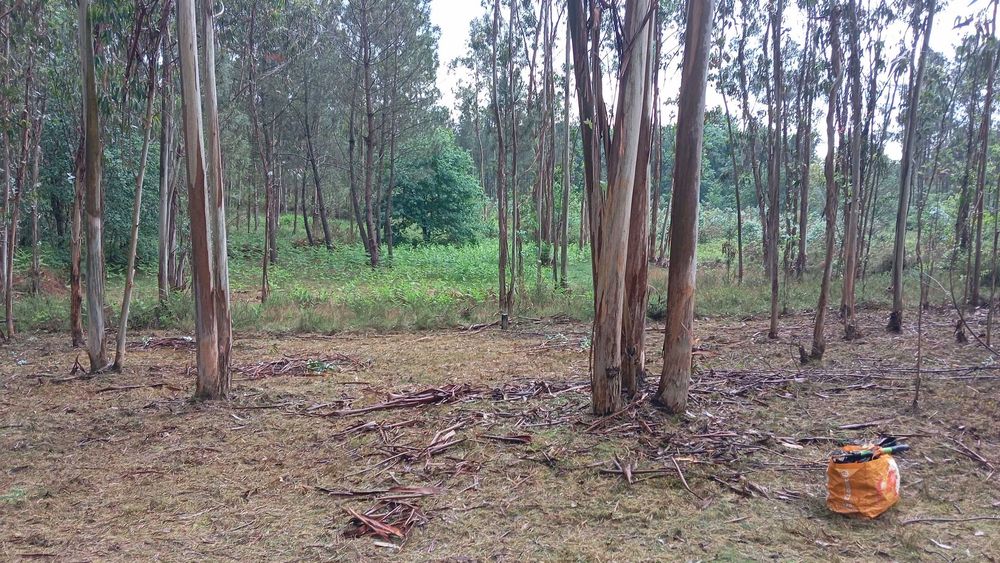 Limpezas de Terrenos