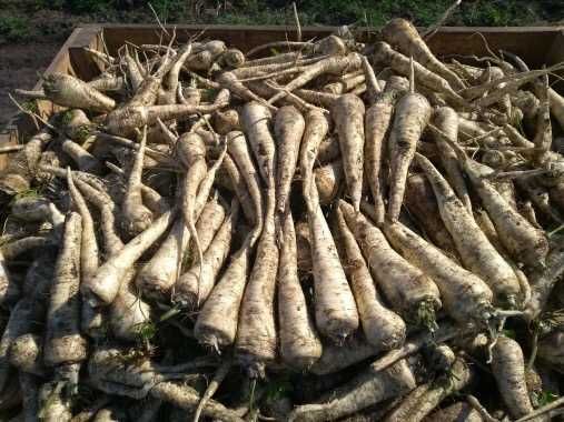 Korzeń pietruszki brudna.