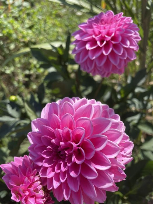 Dalie i byliny długo kwitnące