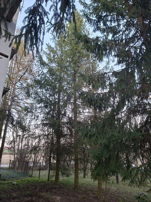 Drzewa, drewno, deski, opał