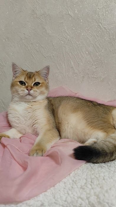 Шикарний хлопчик та дівчинка золота шиншила