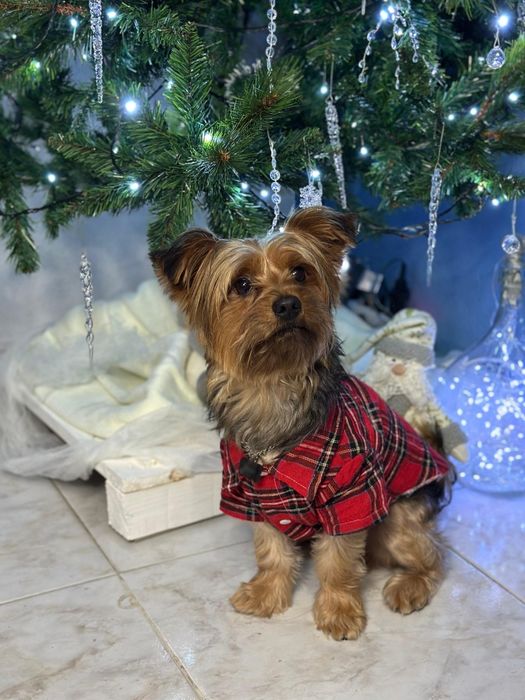 Yorkshire Terrier Macho para Acasalamento