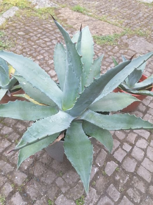 Agawa donica 5 L duża