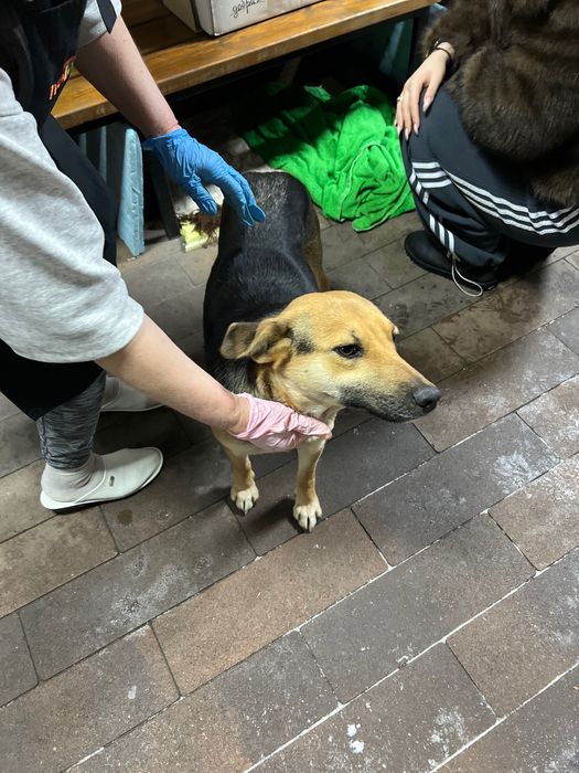 Собачка дівчинка в добрі руки