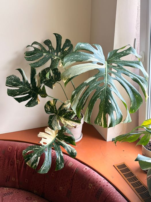 Monstera Thai Constellation duża XL + doniczka z podstawką