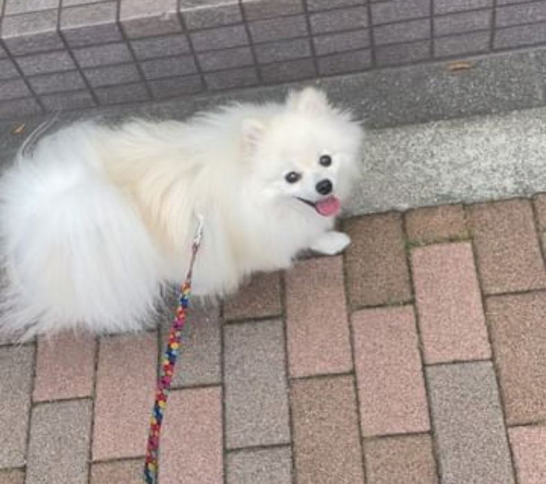 Продається хлопчик міні шпіців