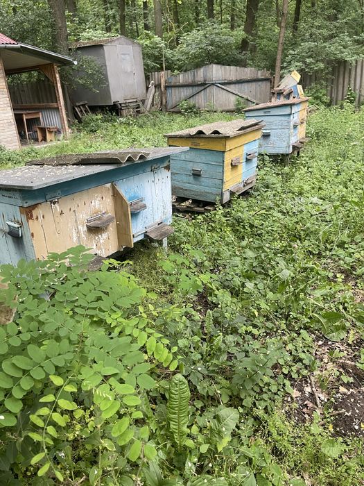 Продам пасіку разом з місцем.