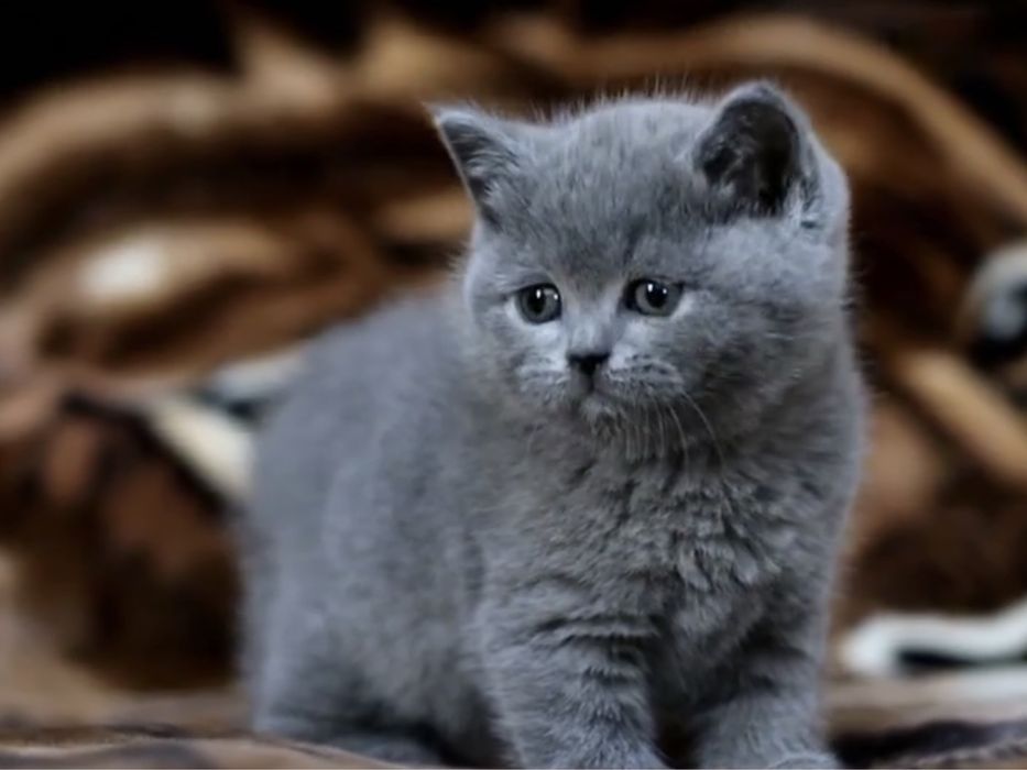 Прямовухі шотландські кошенята