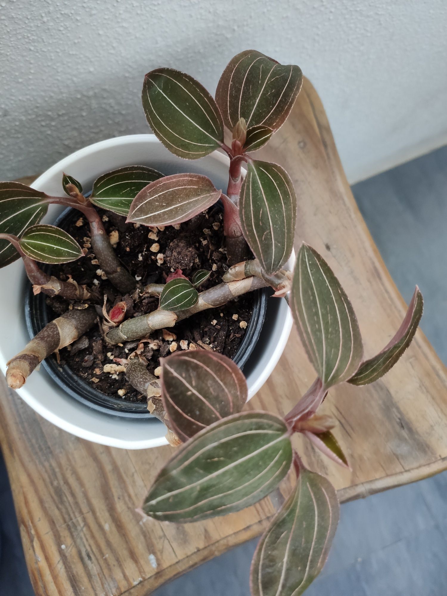 Planta Ludisia discolor - orquídea terrestre São Domingos de Benfica • OLX  Portugal