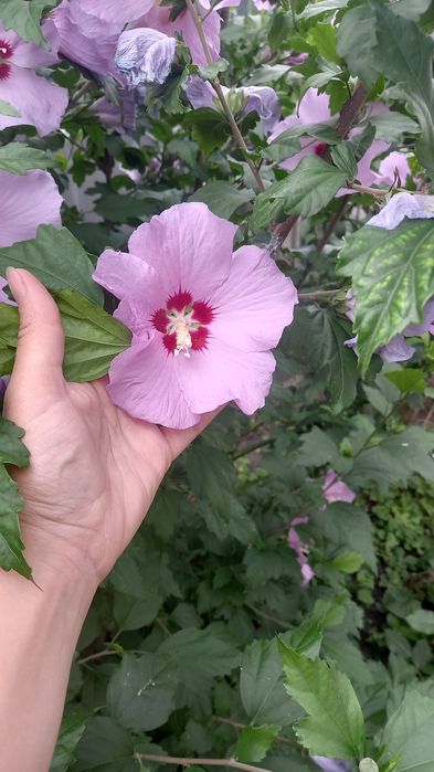 Гібіскус деревовидний ,Іпомея насіння мікс 3 кольора,чорнобривці