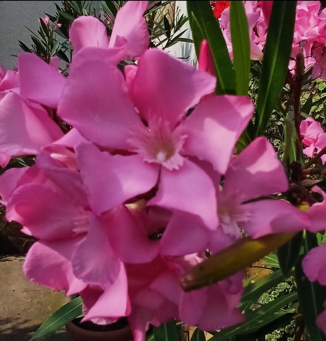 Олеандри  різних розмірів