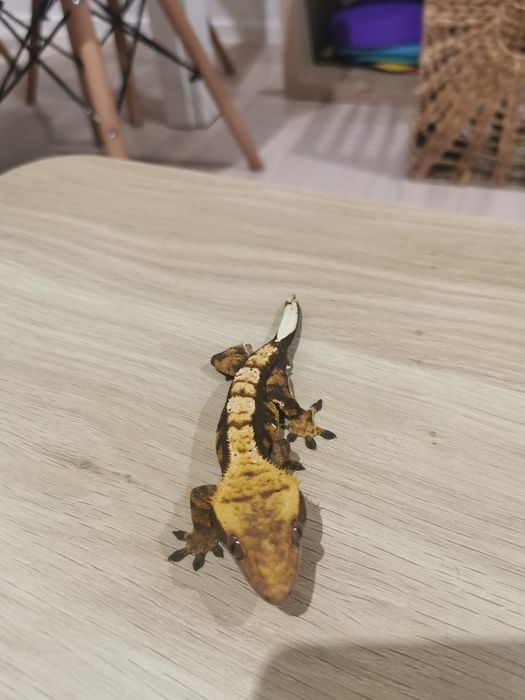 Gekon orzęsiony samiec