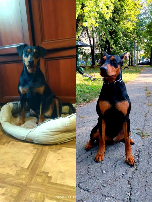 Девочки немецкого пинчера