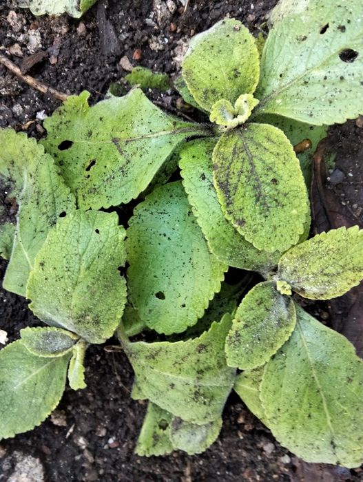 Vendo Planta do chá