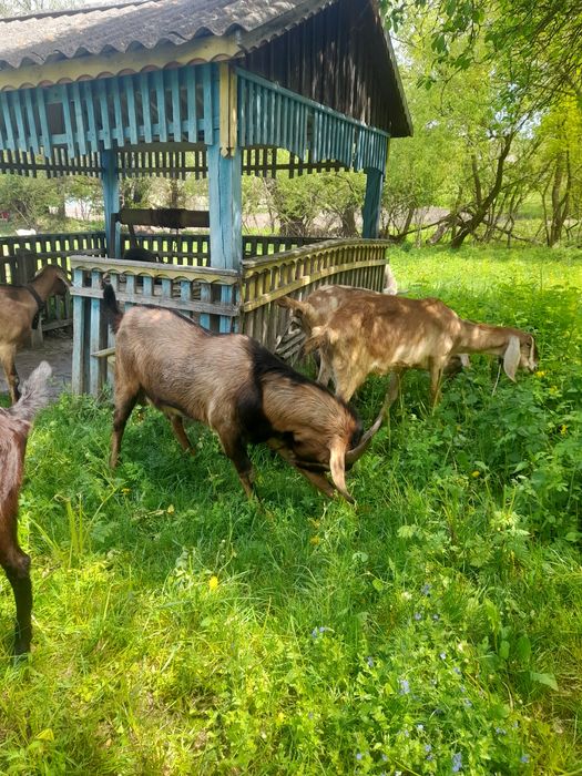 Англонубійскі кізи