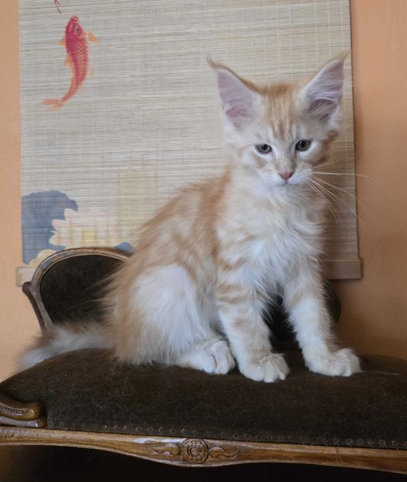 Rudo srebrny Maine Coon