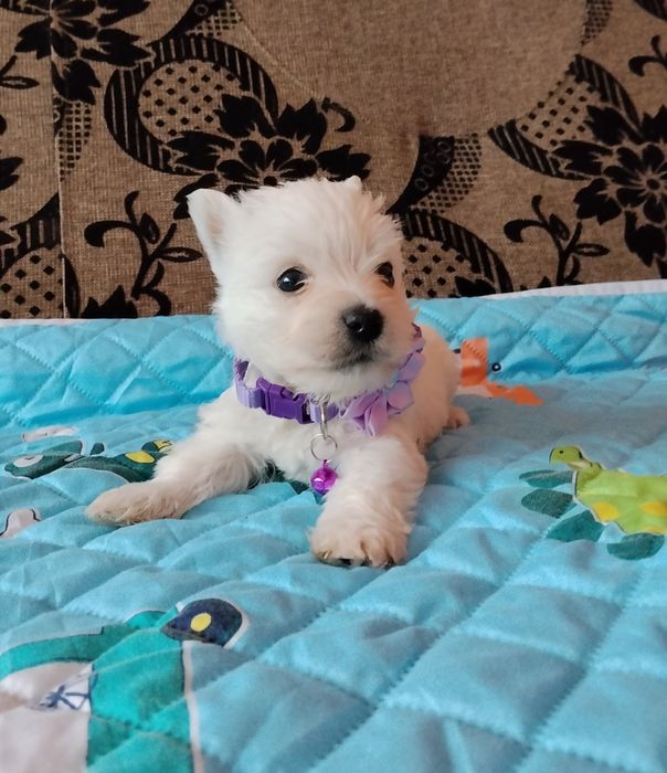 West Highland White Terrier