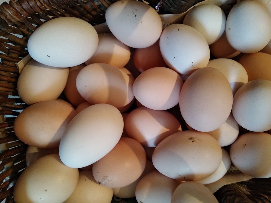 Jaja , jajka ekologiczne z wolnego wybiegu.