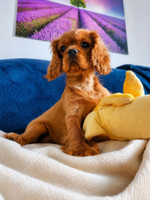 Cavalier King Charles Spaniel