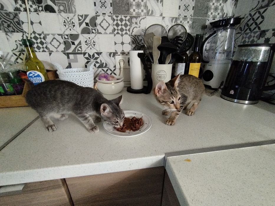Gatinhos bebés para adoção responsável.