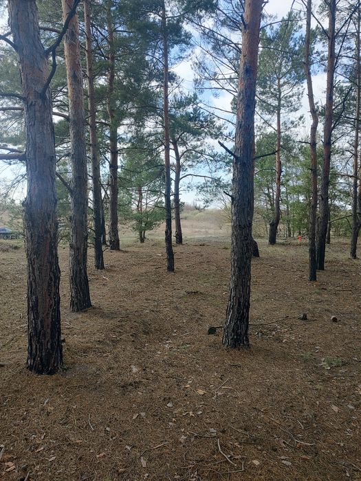 Продам 3,5 ГА в Рожнах, забудова, ліс.