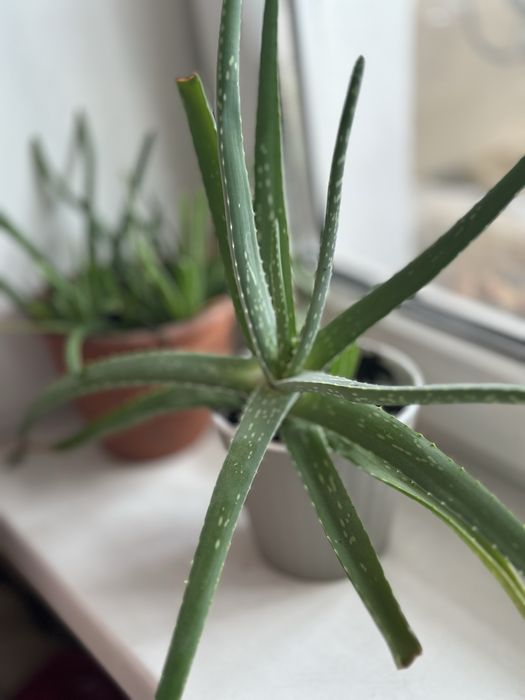 Продам алоє 3-5 річні