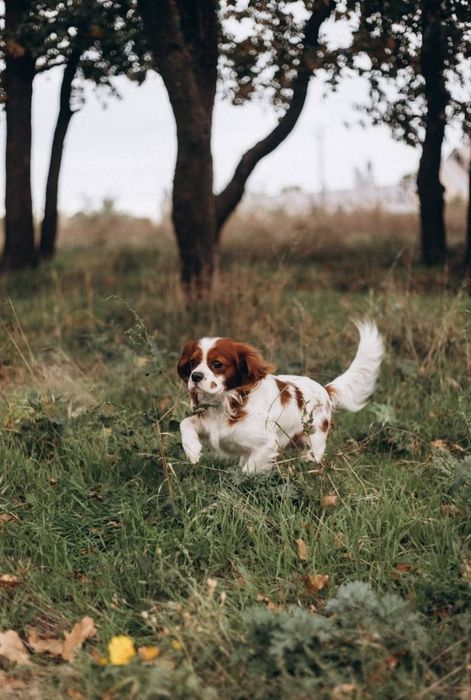 Вязка кавалер кинг Чарльз спаниель