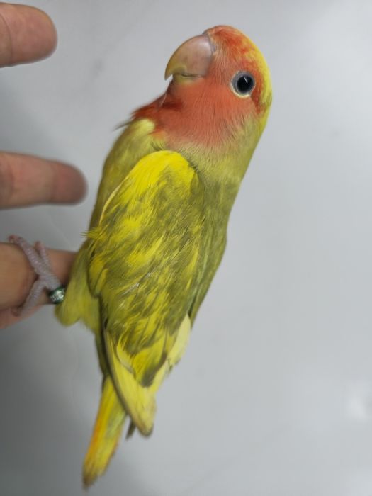 Agapornis domésticos