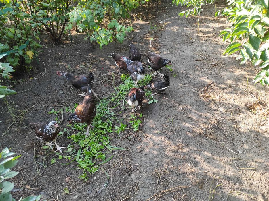 Продаю молоді курі лівенські ситцеві вік чотири місяці ціна 400 грн