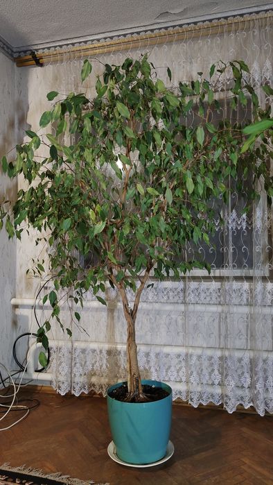 ТЕРМІНОВО! Фікус Бенджаміна