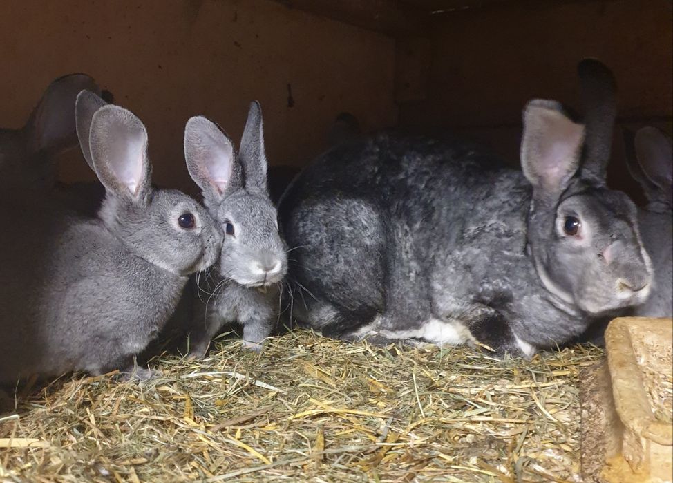 Króliki rex szynszylowy