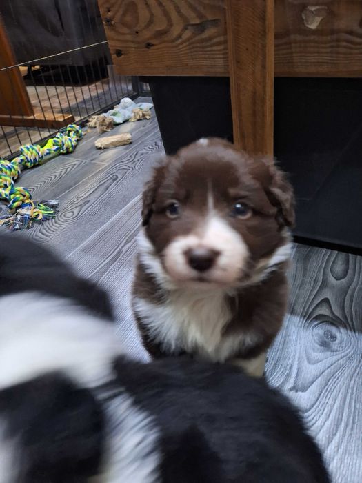Suczka Border Collie czekoladowa ZKWP/FCI